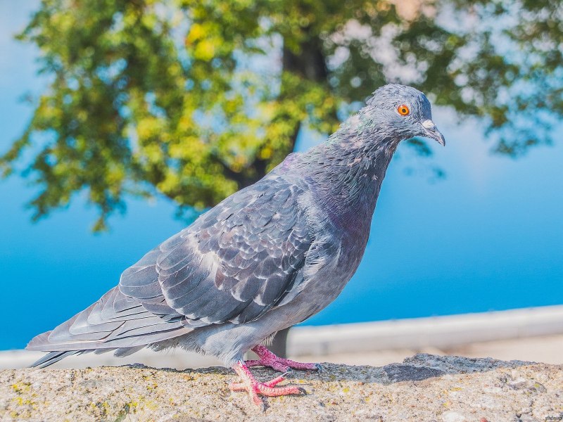 Frillback Pigeon
