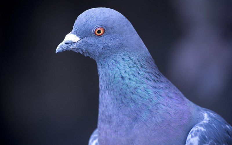 Victoria crowned Pigeon