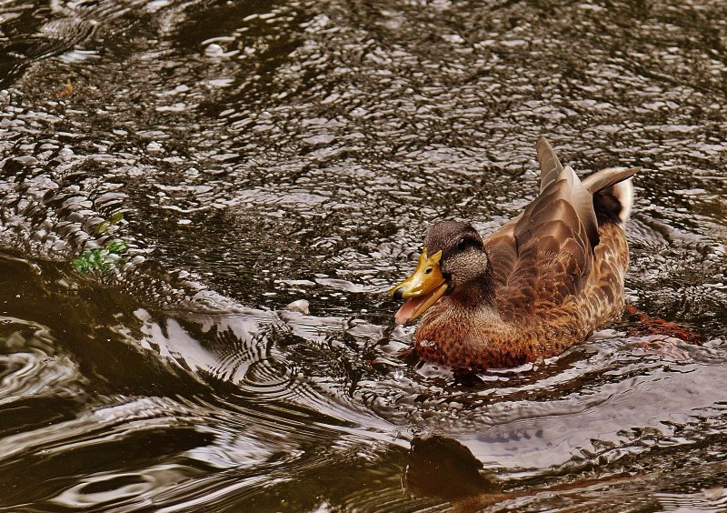 Cairina moschata
