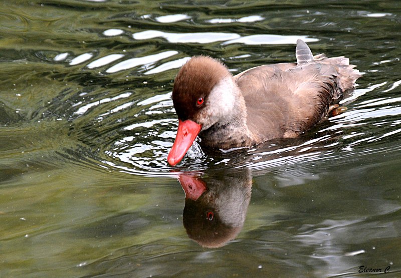 Mallard Duck
