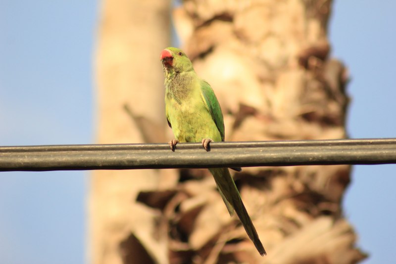Краснощекий попугай (Amazona arausiaca)