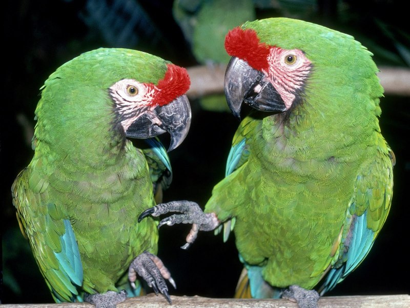 Cockatoo Paws Skeleton
