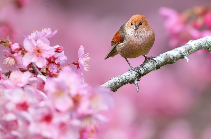 Природа птицы