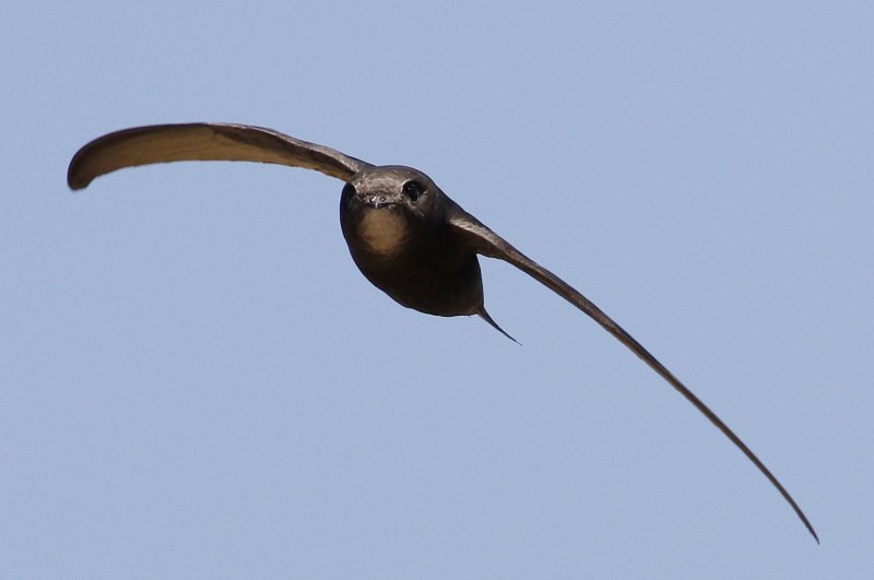 Swift птица