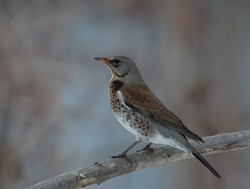Turdus Merula группа