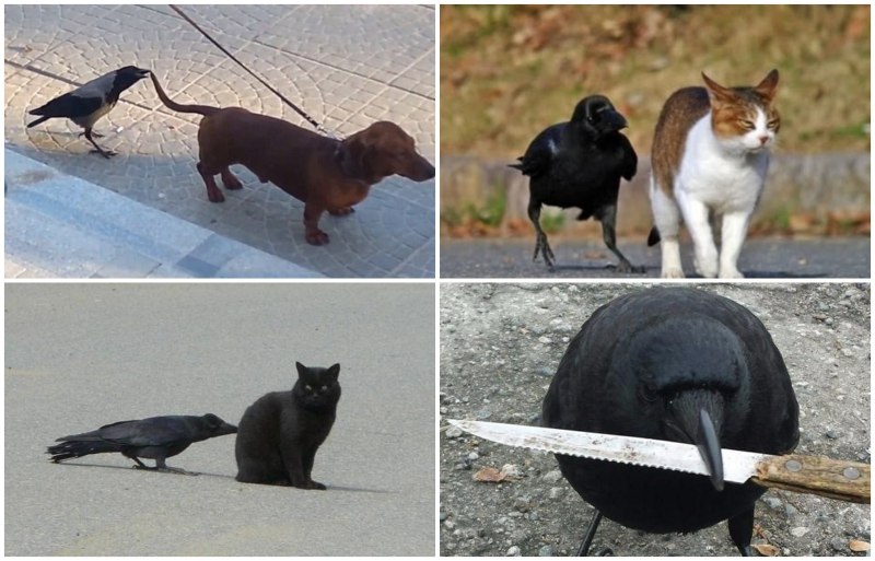 Кот и ворона