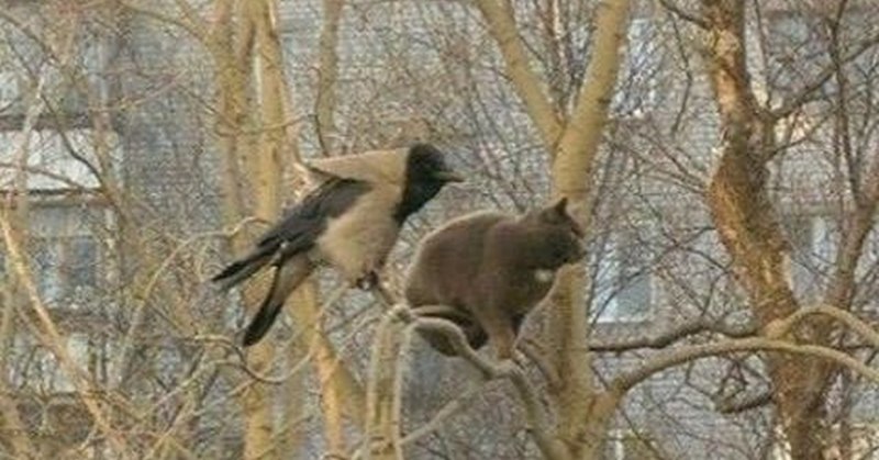 Кот и ворон на дереве