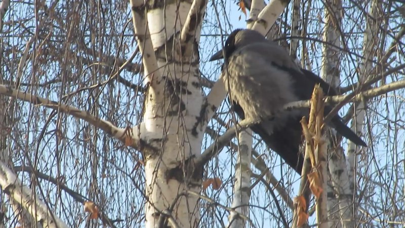 Ворона и кот фото