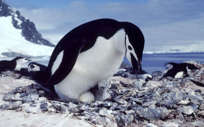 Антарктический Пингвин (Pygoscelis Antarctica)