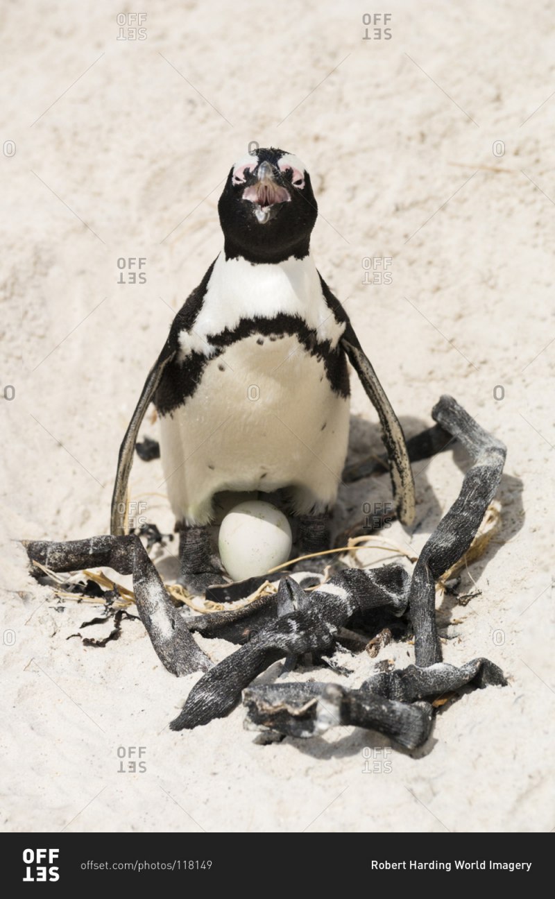 Пингвин сидит на яйцах