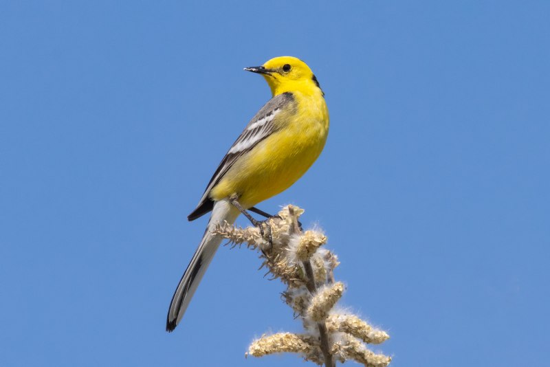 The Citrine Wagtail (Motacilla citreola)