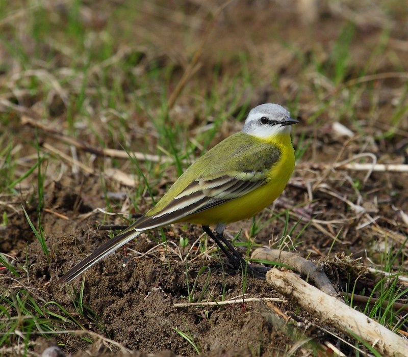 Желтоголовая трясогузка / Motacilla citreola