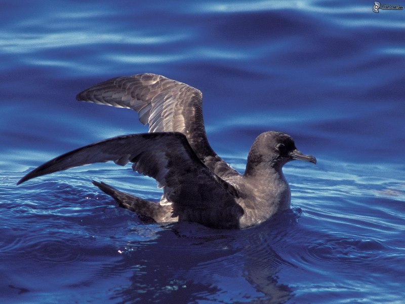 Буревестник Puffinus Puffinus Буревестник