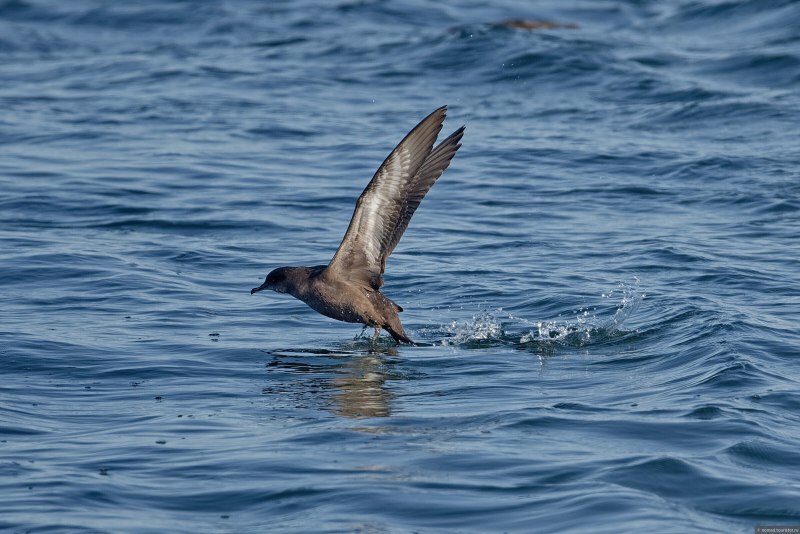Буревестник малый (Puffinus Puffinus)