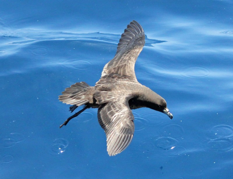 Буревестник Puffinus Puffinus Буревестник