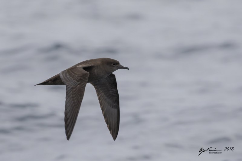 Puffinus griseus