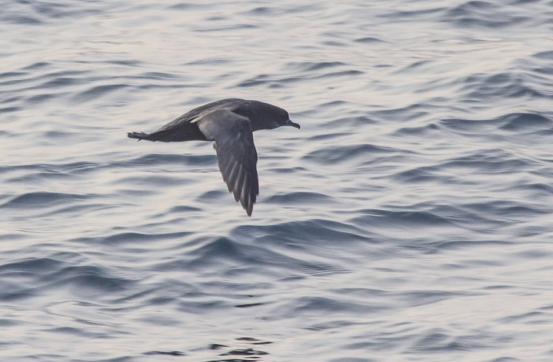 Puffinus griseus серый Буревестник