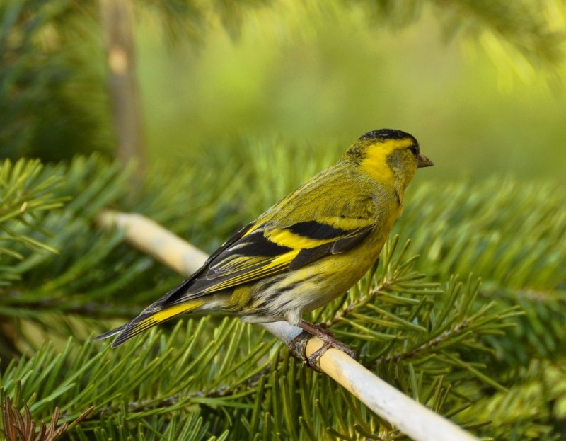 Чиж (лат. Carduelis Spinus