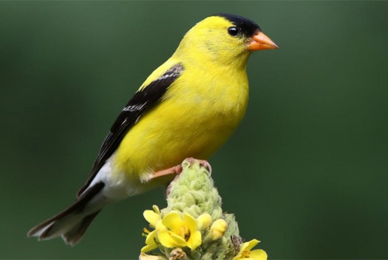 American Goldfinch птица