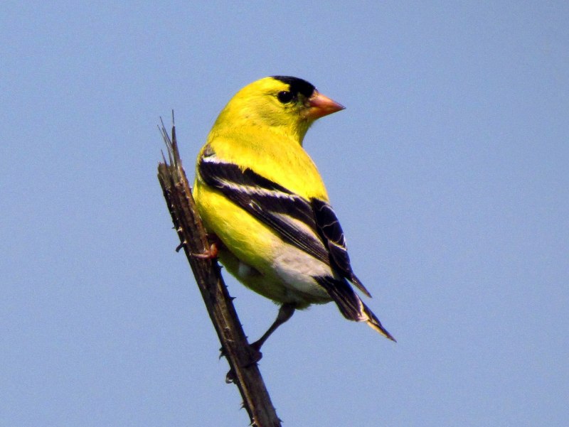 American Goldfinch птица
