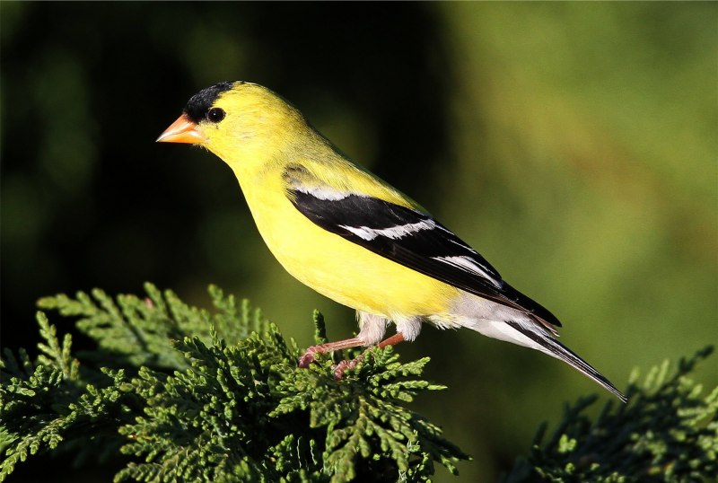 American Goldfinch (Spinus tristis)