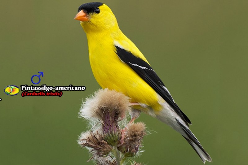 Carduelis tristis