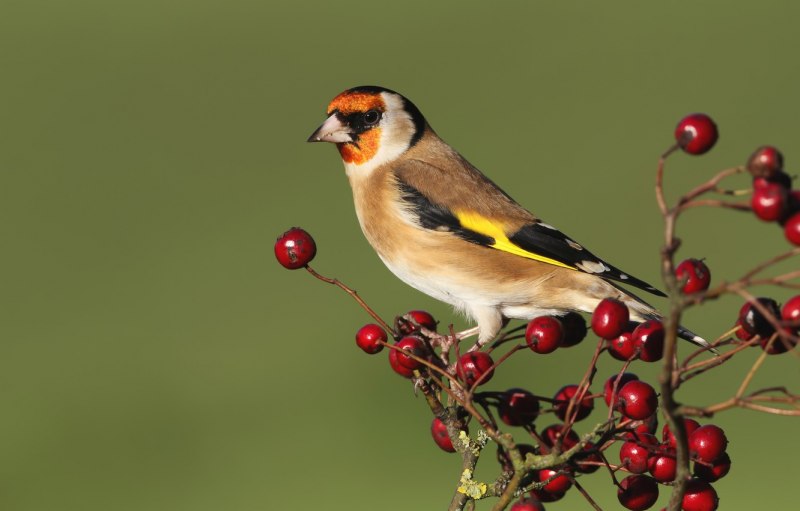 Carduelis Spinus
