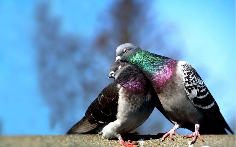 Columba Livia