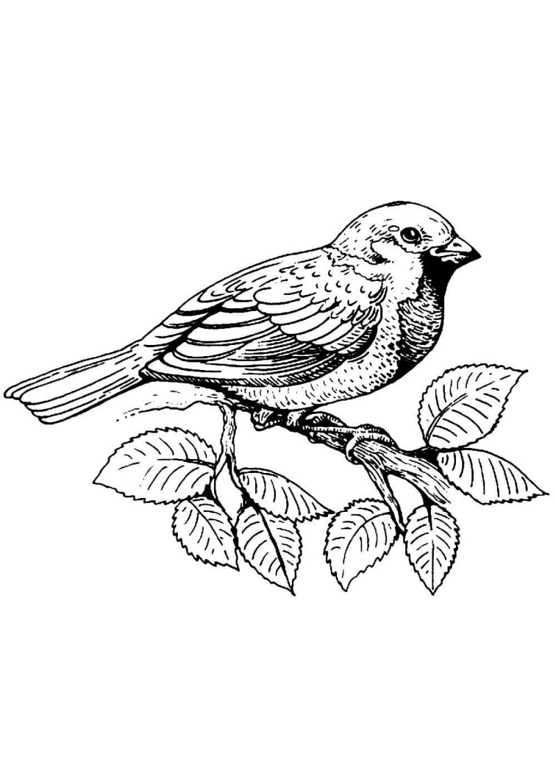 Zonotrichia leucophrys