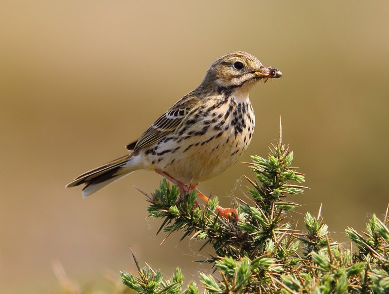 Calandrella brachydactyla