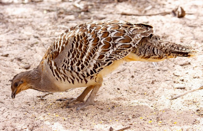 Leipoa ocellata