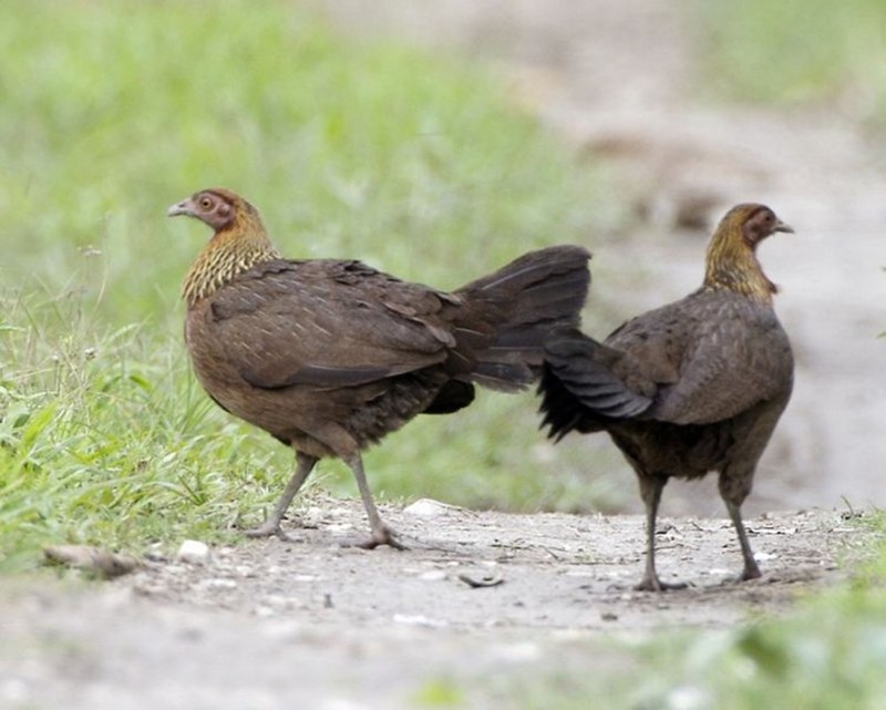 Gallus Bankiva