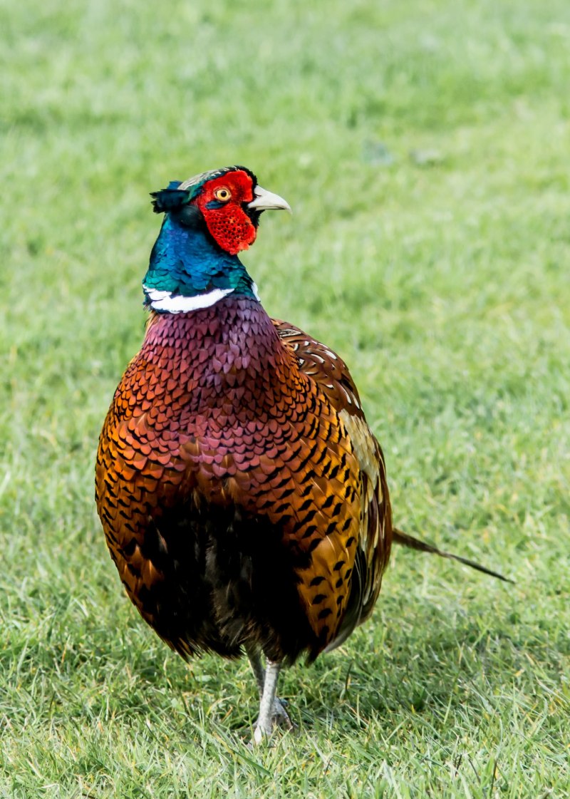 Crax rubra