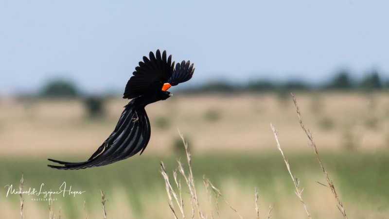 Long tailed Widowbird