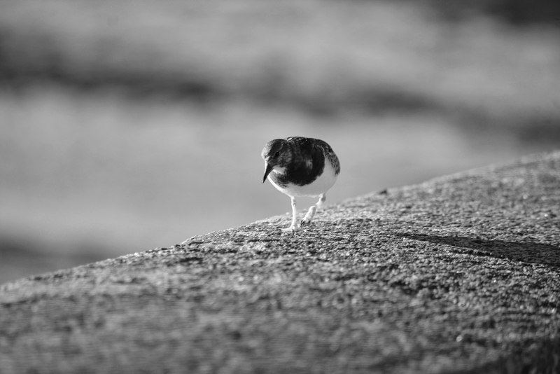 Grallina cyanoleuca