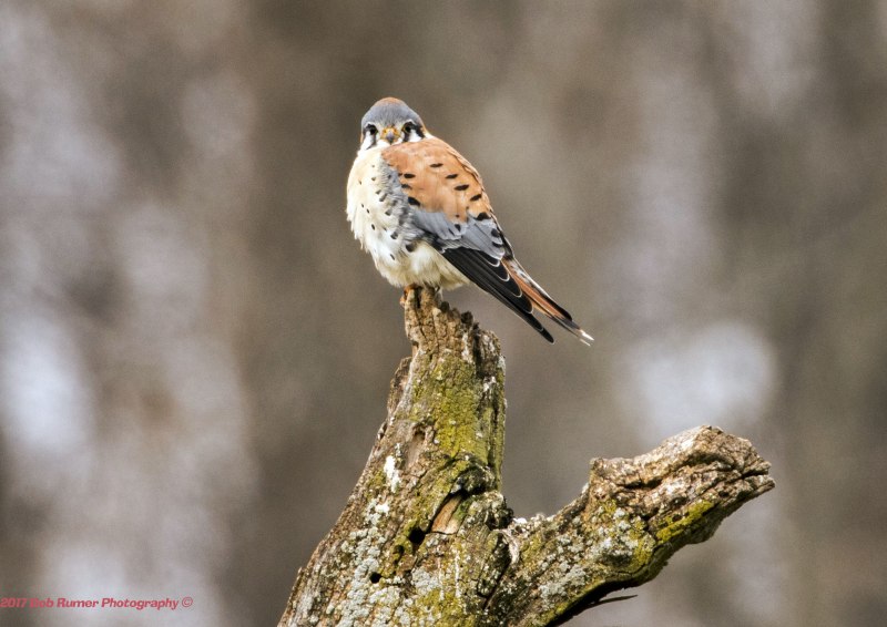Обыкнове́нная пустельга́ ( Falco tinnunculus)