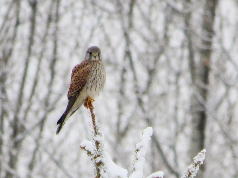 Krestel Bird