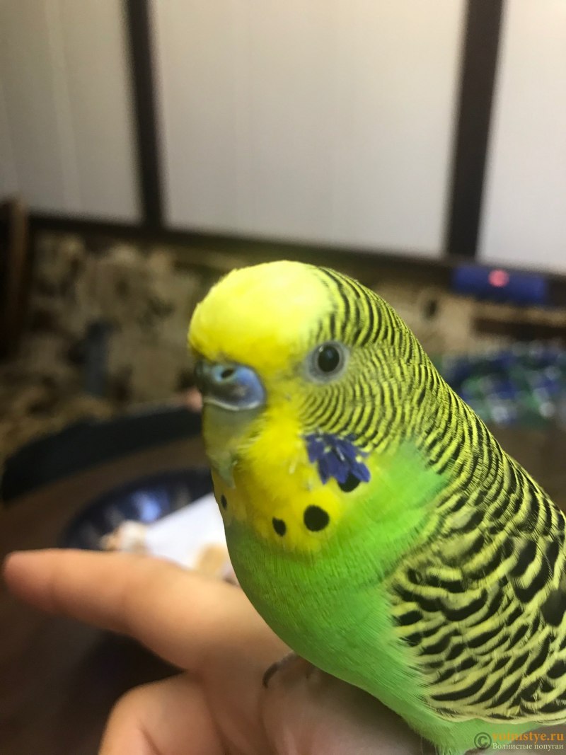 Нежный попугай Budgies