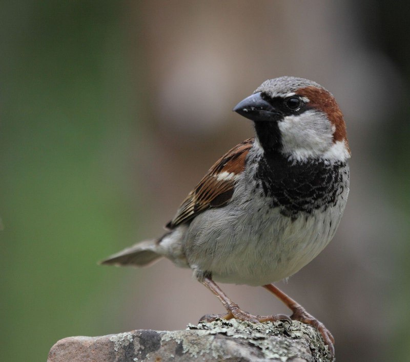Вид Воробей полевой – passer montanus
