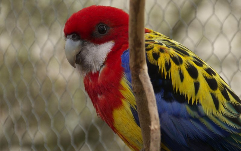 Розелла пестрая Platycercus Eximius