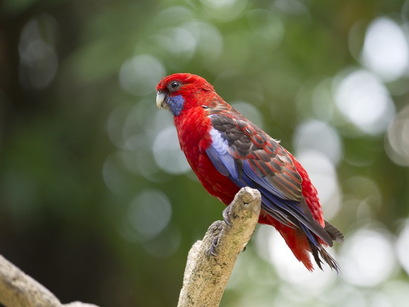 Восточная Розелла (Platycercus Eximius)