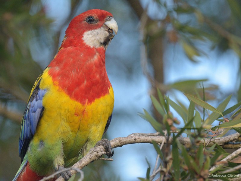 Розелла пестрая Platycercus Eximius
