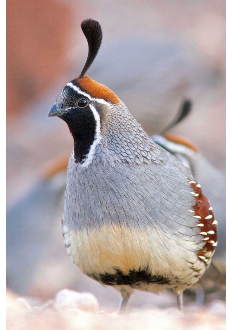 Coturnix ypsilophora