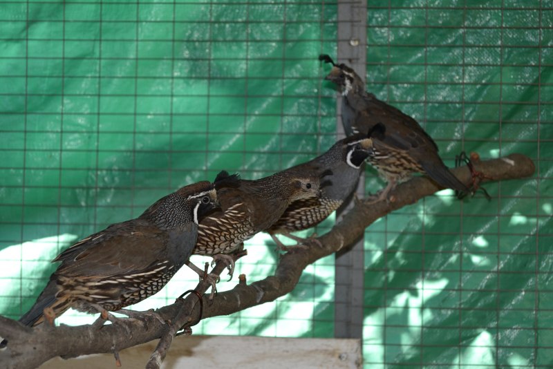 Калифорнийский Quail