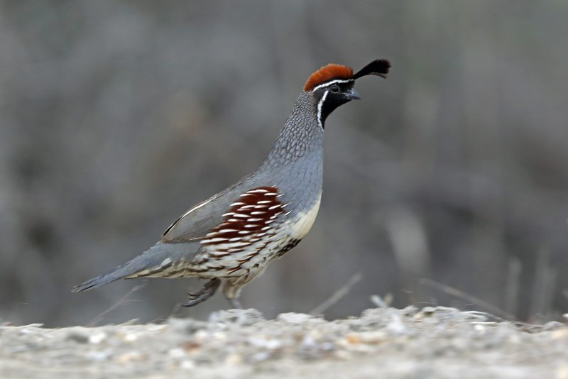 Quail перевод