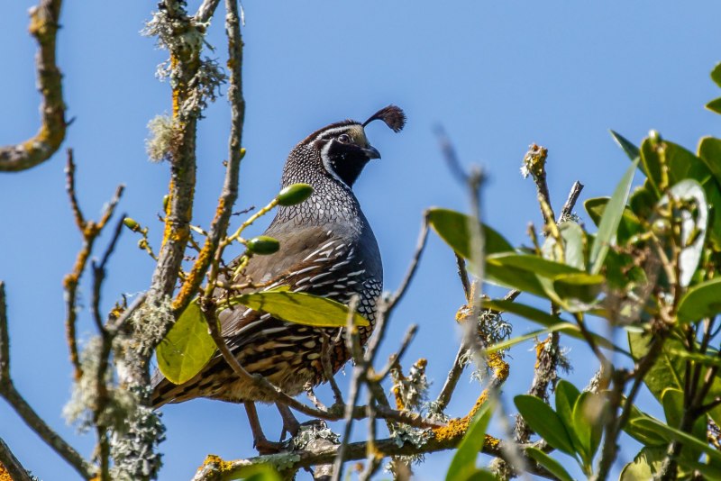 California Valley Quail