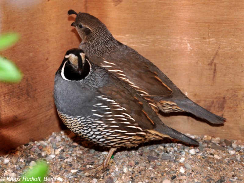 Callipepla californica