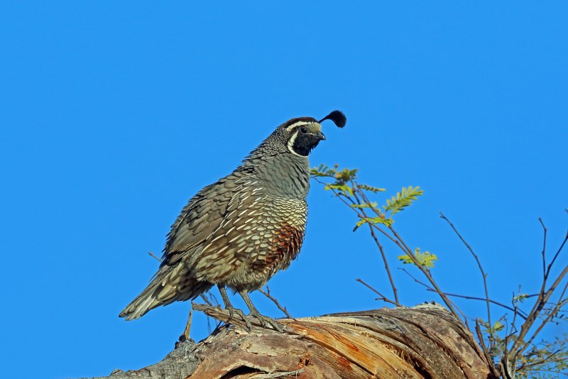Калифорнийский Quail