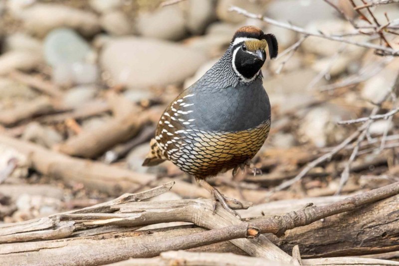 Кто это Quail