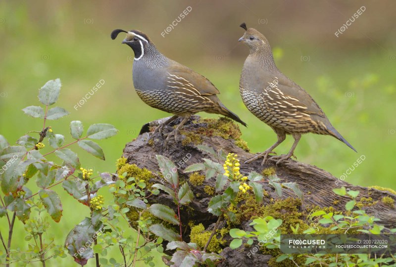 Чешуйчатый перепел (Callipepla squamata)